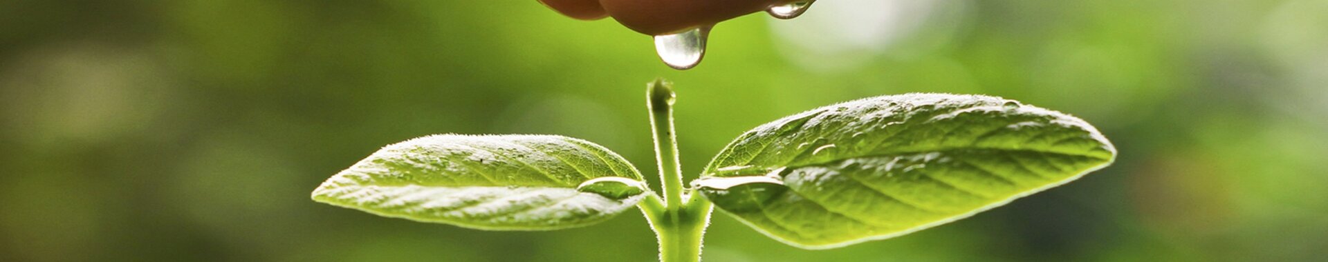 Hand watering a young green plant growing on a pile of golden coins / Business with csr practice and environmental concern