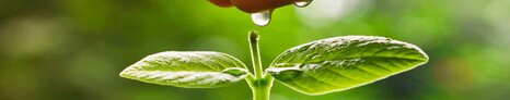 Hand watering a young green plant growing on a pile of golden coins / Business with csr practice and environmental concern