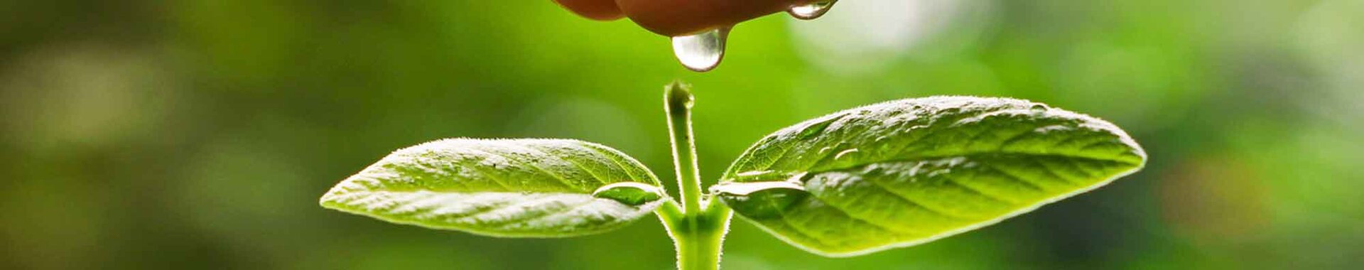 Hand watering a young green plant growing on a pile of golden coins / Business with csr practice and environmental concern